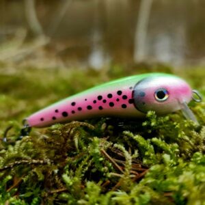 Rainbow trout